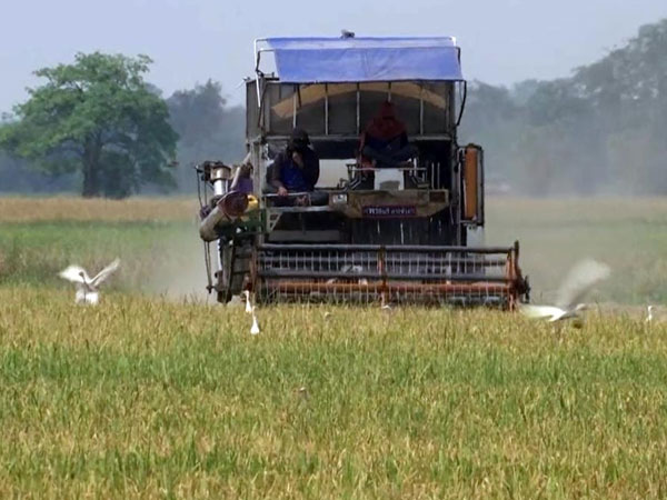 Thai farmer quits rice farming as fuel and fertilizer costs crush final harvest