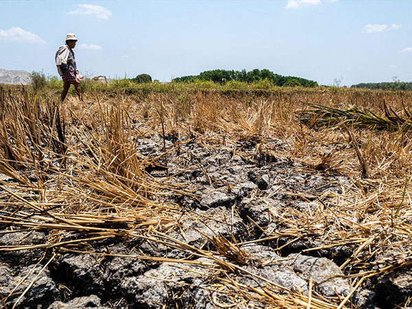 El Niño, rising costs to weigh on rice production