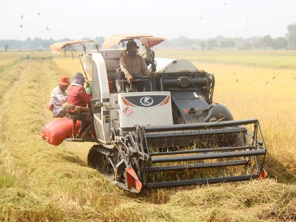 Vietnam may import 3.9m tonnes of rice in 2026
