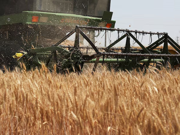 Ample world inventories may soften El Nino food supply shock