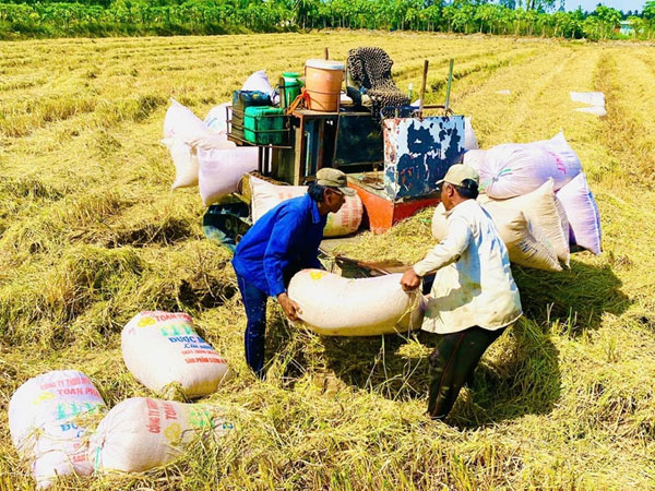 An opportunity to elevate the value of Vietnamese rice