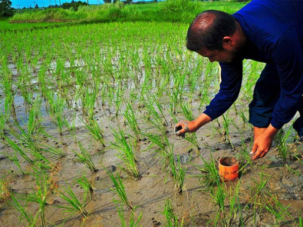 Bangladesh to save water, cut methane in rice fields by 2035, says PM's special assistant