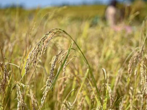 El Nino fears loom: This country witnesses major surge in rice prices, crops in Bangladesh hit; rates in India to