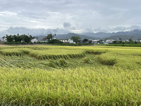 Heavy rains threaten Taitung rice harvest and other crops