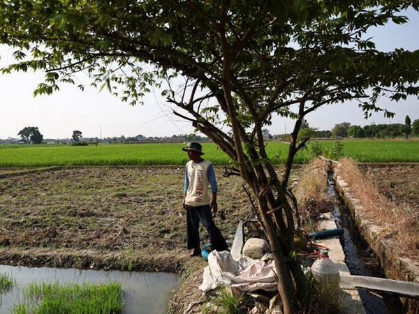 Indonesia races to plant rice early against risk of El Nino