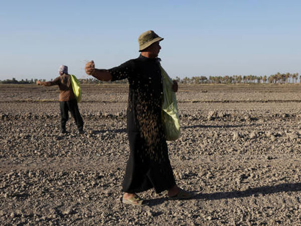 Iraq rice production rebounds as drought ends, but future uncertain