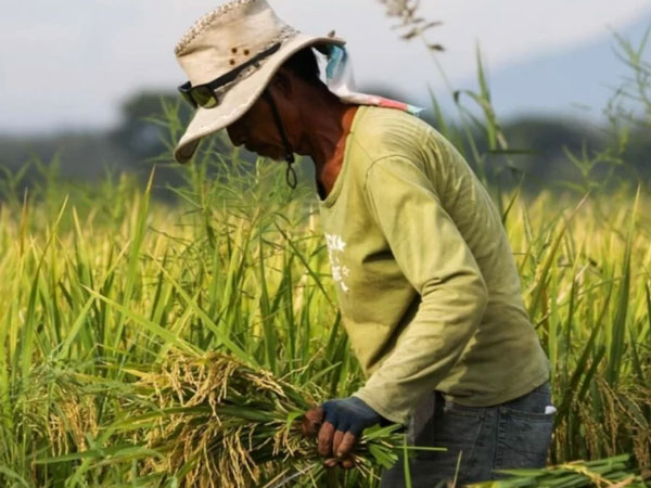 Rice production climbs as harvest area tops one million hectares