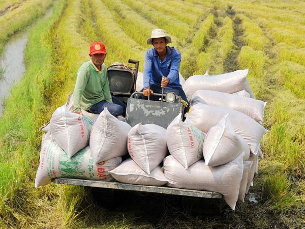 Vietnam rice exports to recover on high-quality demand