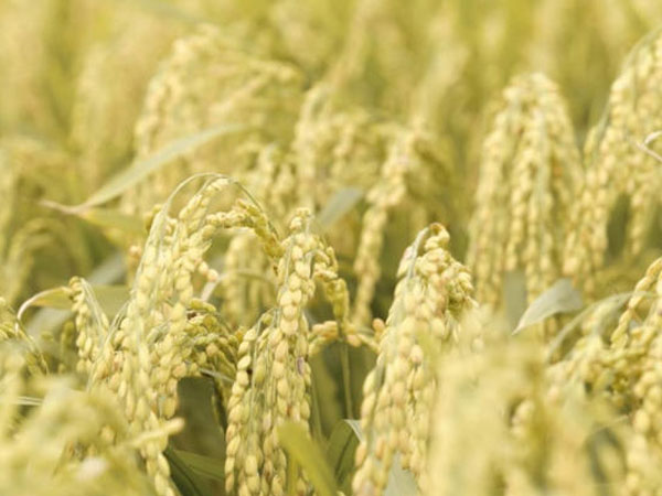 Vietnam rice prices climb as supply tightens