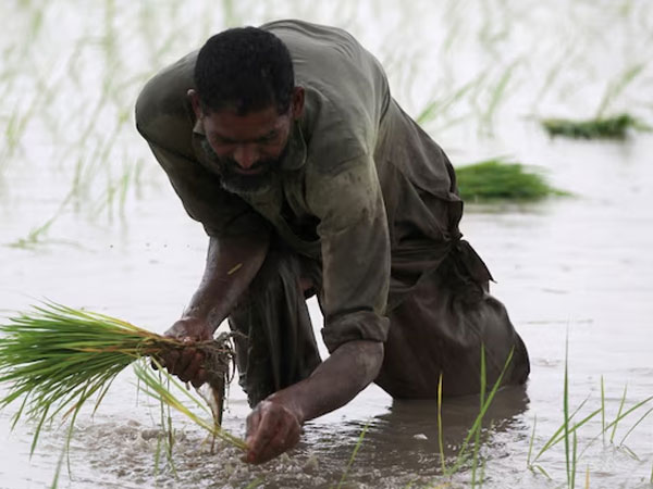 60,000 tonnes of rice, $400 million orders: Why Pakistan is turning to China amid economic stress