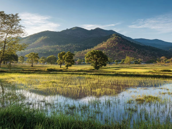 China’s Impossible Rice Quotas Turn Farmland Into a Numbers Game