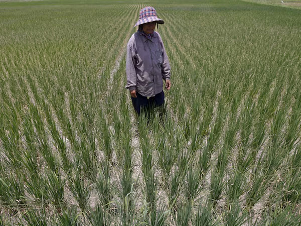 El Niño is coming. At the FAO we know where drought will hit hardest