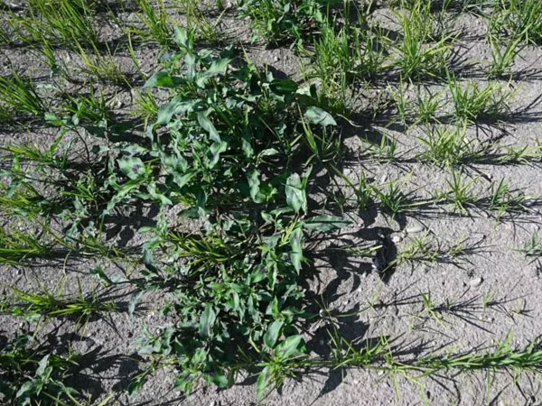 Europe's baked rice bowl seeks escape from drought