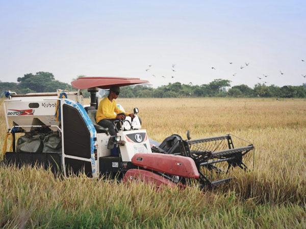 Farmers demand quick action on rice import safeguard petition