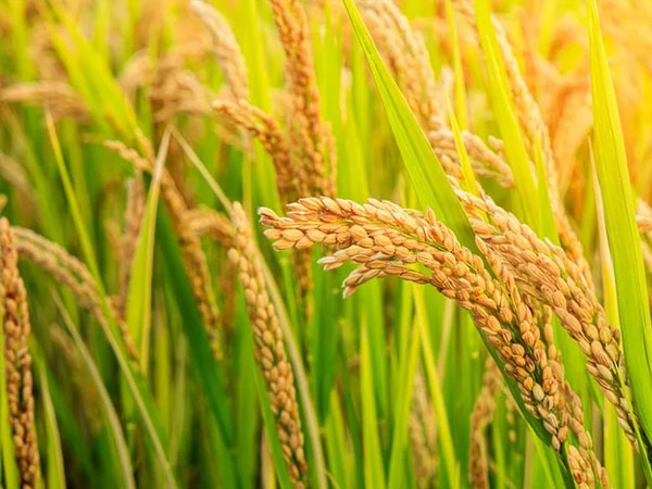 Grain market review: Rice