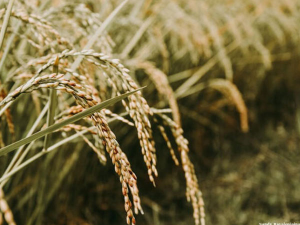 India's rice surplus to fuel record exports amid global supply worries