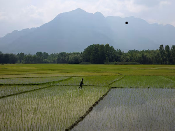 India's summer crop planting gathers pace as monsoon revives
