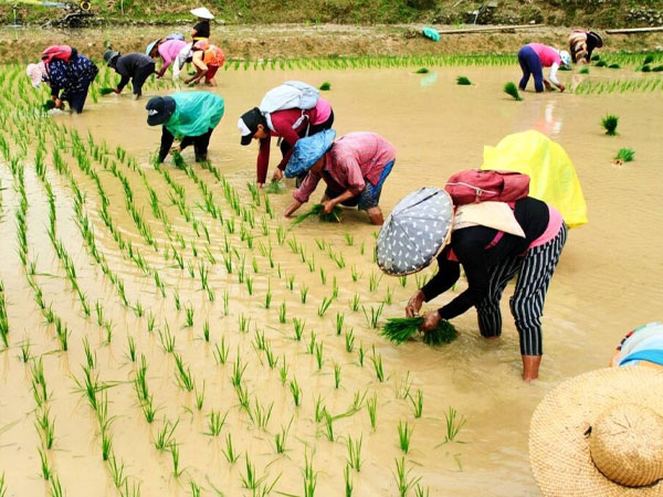 Marcos’ agriculture, food security record marked by systemic failure
