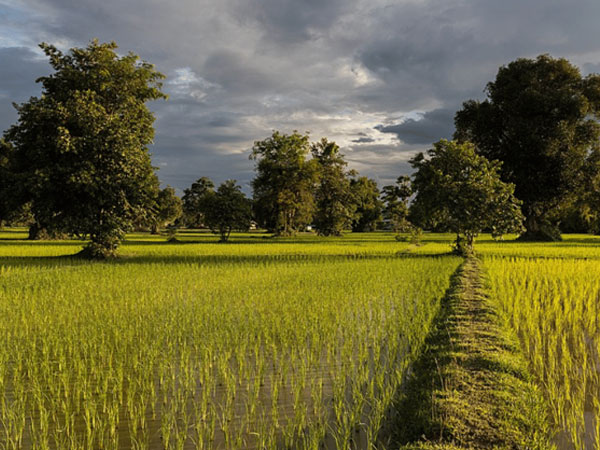 New export policy in the works, Telangana govt eyes global markets for its rice surplus