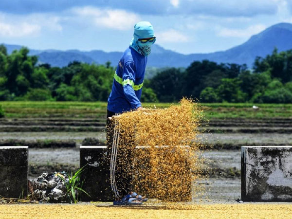 NFA hikes palay buying price to P21