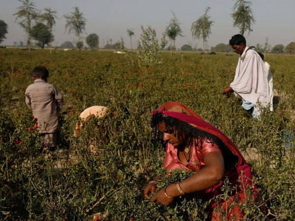 Pakistan publishes its agriculture census, revealing the federation beneath our fields