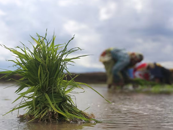 Rain deficit hits 24%, but Kharif sowing surges : Here’s what’s driving recovery