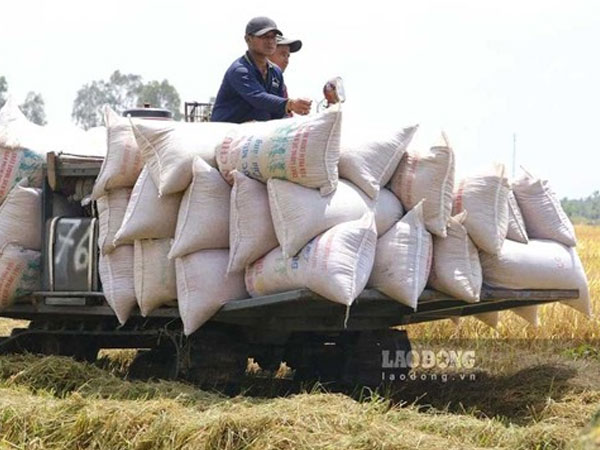 Rice exports to the Chinese market continue to increase sharply