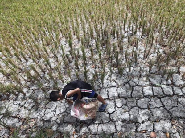 Rice output decline reflects policy, market and climate failures
