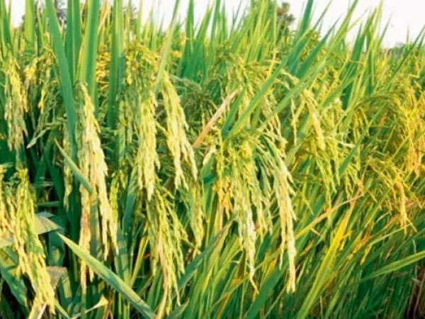 Rice Prices Rise As Paddy Costs Increase