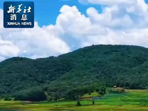 China's early rice output holds steady in 2026
