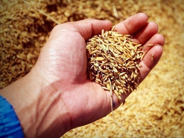 Higher Q2 palay output backstops stocks ahead of El Niño, says DA