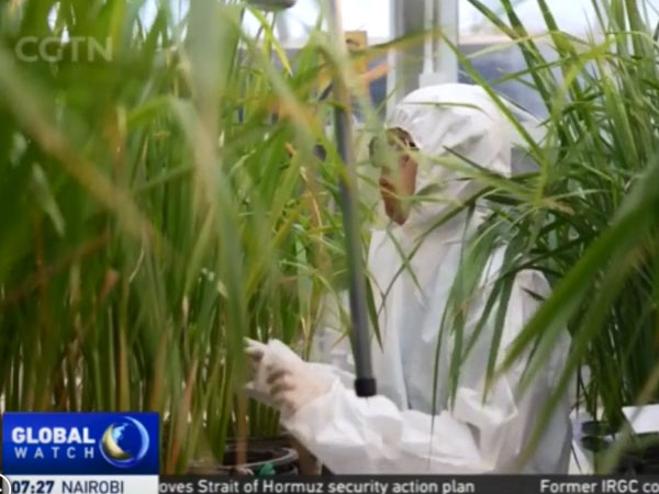 Inside El Niño: Thai rice farming industry faces uncertain future