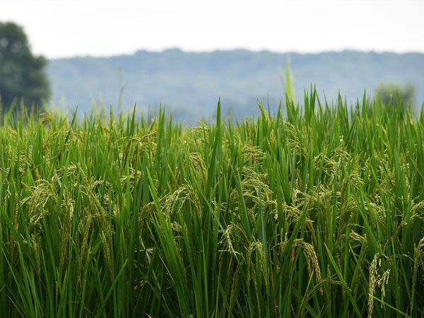 Preserve rice quality by staggering drain timing