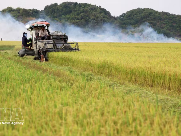 Rice exports expected to gain momentum in year-end months