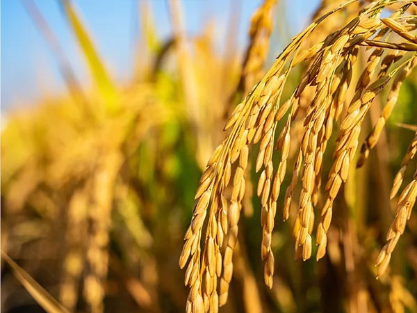 US rice market is quietly rallying