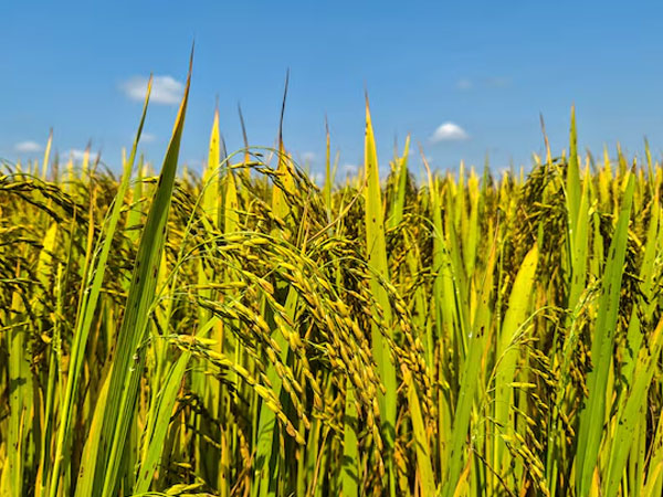 Vietnam rice group proposes export price floor to shield farmers, exporters