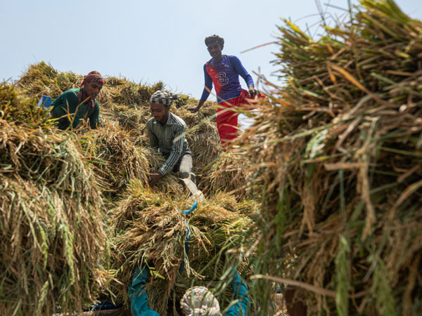 Why Bangladesh lags in global rice productivity despite topping South Asia