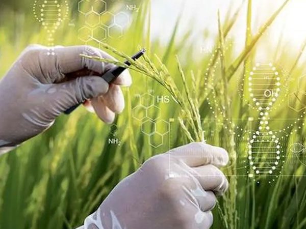 China bans 3 more Indian rice exporters for alleged GMO presence in shipments