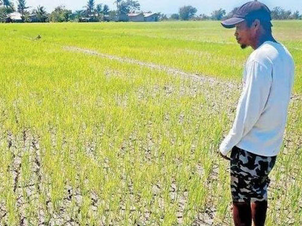 El Niño impact on rice harvest seen lessening