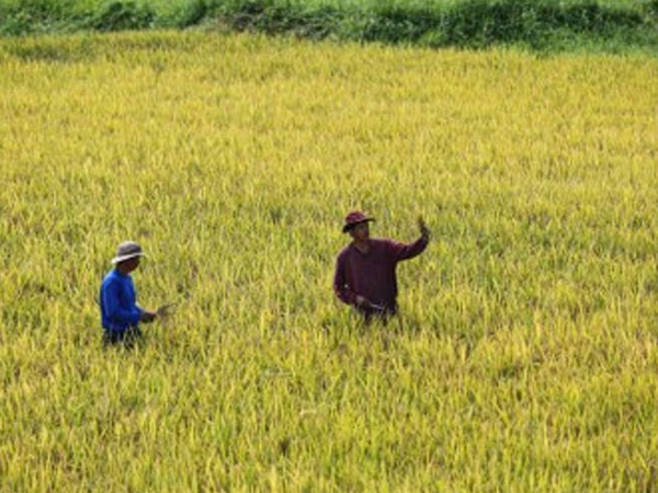 Gov’t better prepared vs impact of ‘very strong’ El Niño – DA