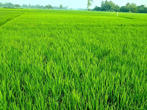 Healthy growth of Aman rice plants indicates bumper yield in Rangpur