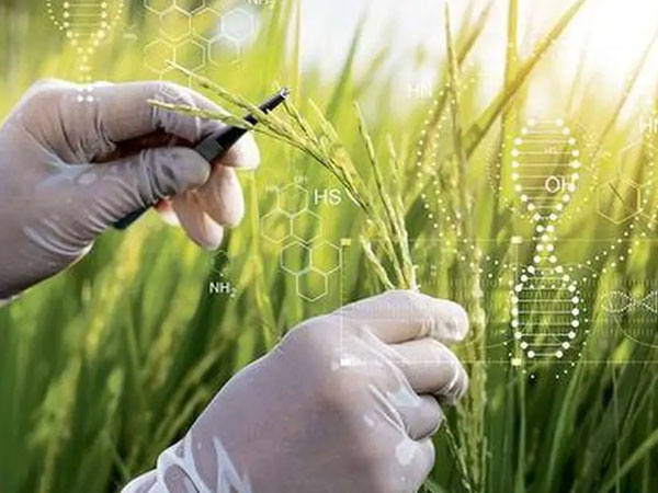India’s rice industry looks beyond raw grain to tap next billion-dollar opportunities