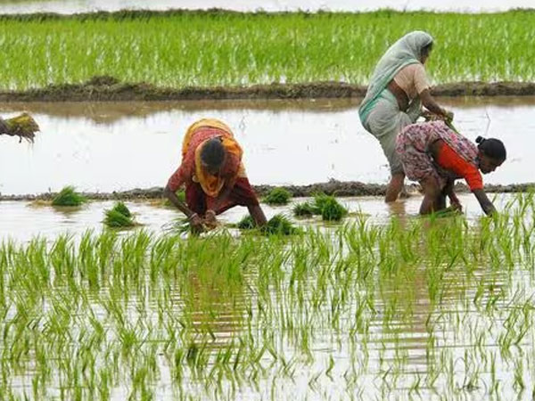 Kharif acreage gap narrows to 1.3% despite 15% rainfall deficit