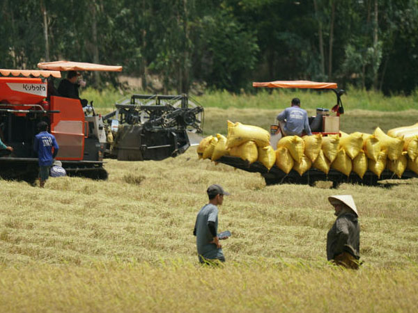 Rice farmers face losses as paddy prices drop
