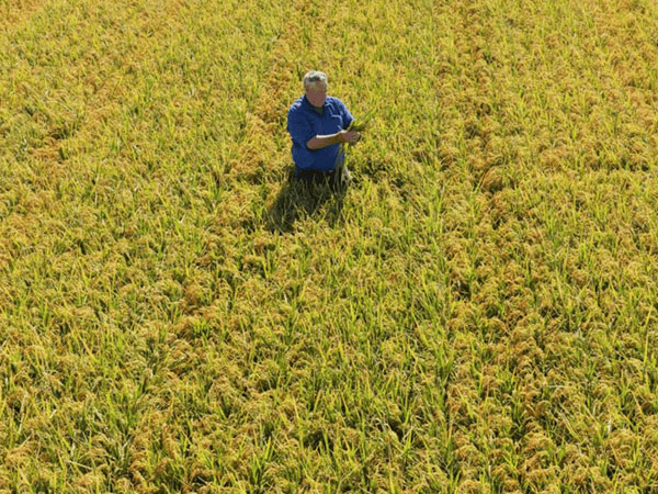 SunRice backs Aus rice while pursuing global sourcing strategy