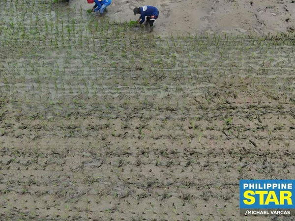 El Niño Effect: Double-Digit Decline In Palay Output Seen