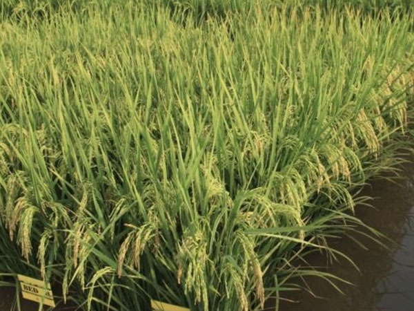 Pakistan’s Rice Exports to China Could Open a Bigger Door for Agricultural Growth