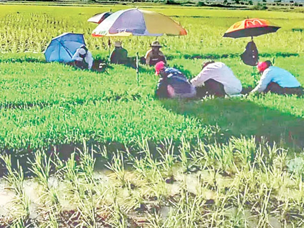 Staple grains production to fall as harvest areas shrink